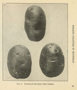Vintage image of three potatoes taken from the book Potato Culture in Michigan