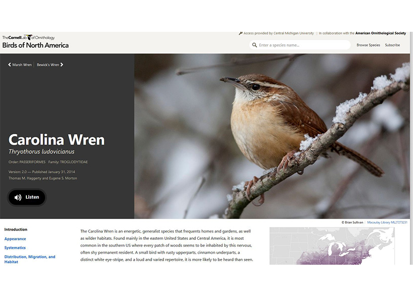 Carolina wren from Birds of North America Online