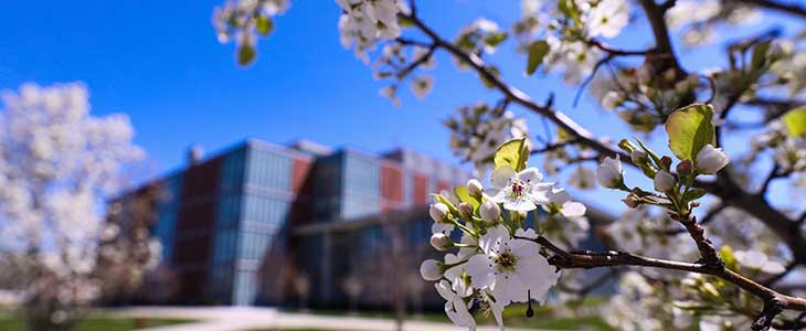 CMU campus in spring