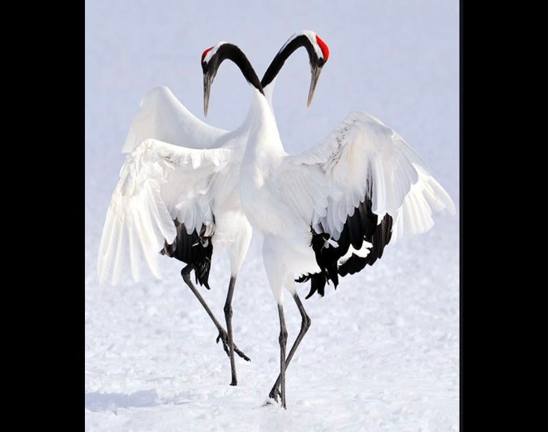 Red-Crowned Crane – (God of the Marshes) – News & Views from the CMU Libraries